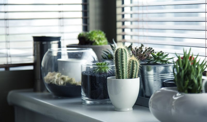 Air-Purifying Plants